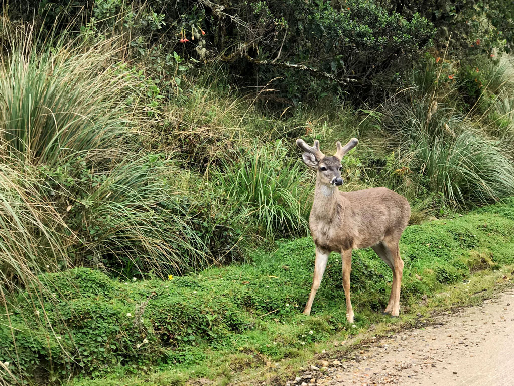 Café en finca sostenible